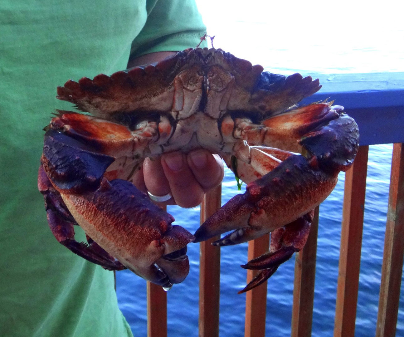 Crabbing Basics for Puget Sound