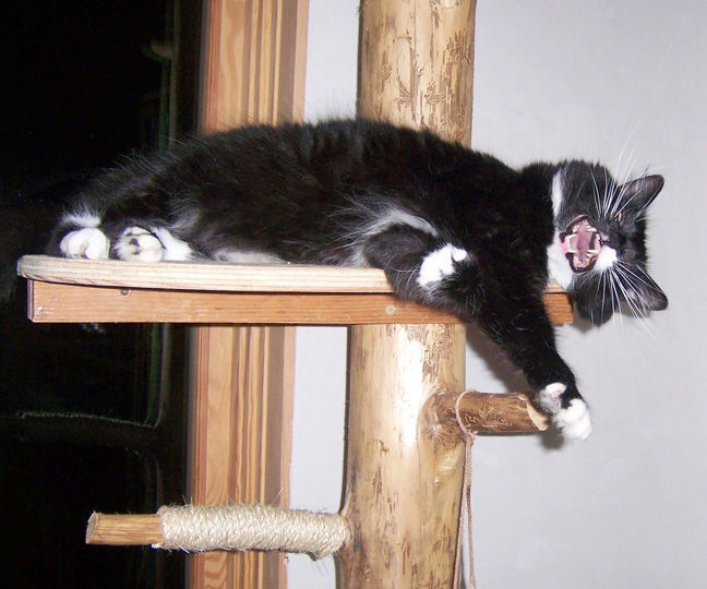 A Real Indoor Cat Tree