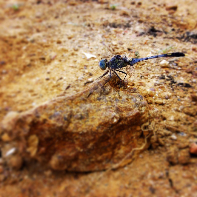 #dragonfly #animalphotography #phonephotography #macrophotography #spring