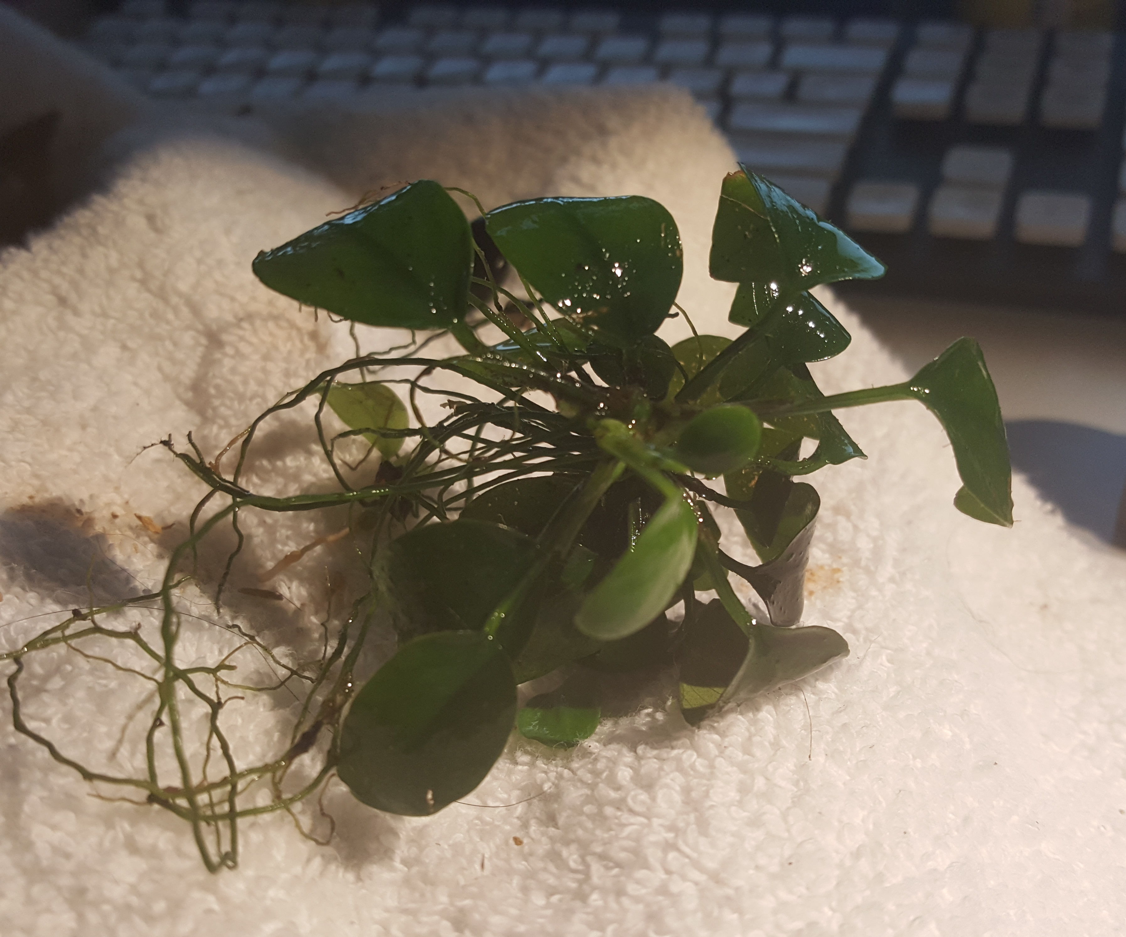 Cutting Anubias