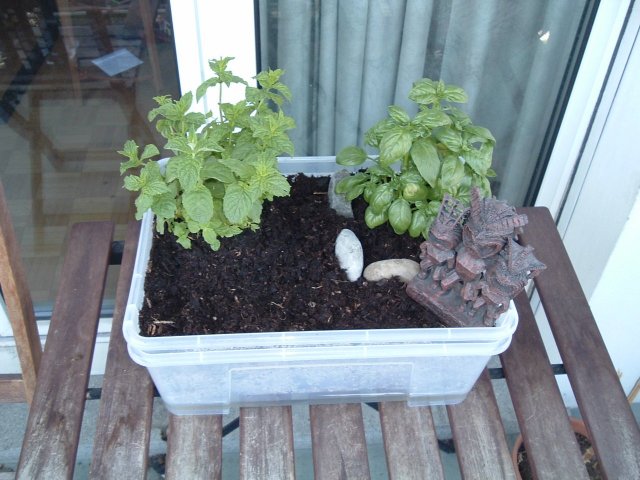 Self Watering Mini Garden