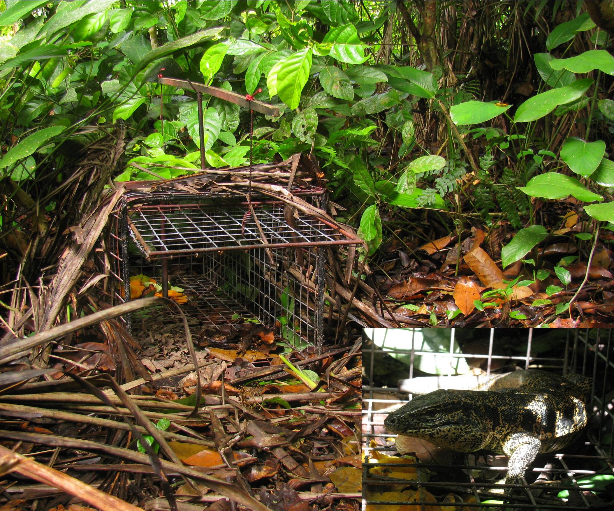 Cage trap for the most extreme! 