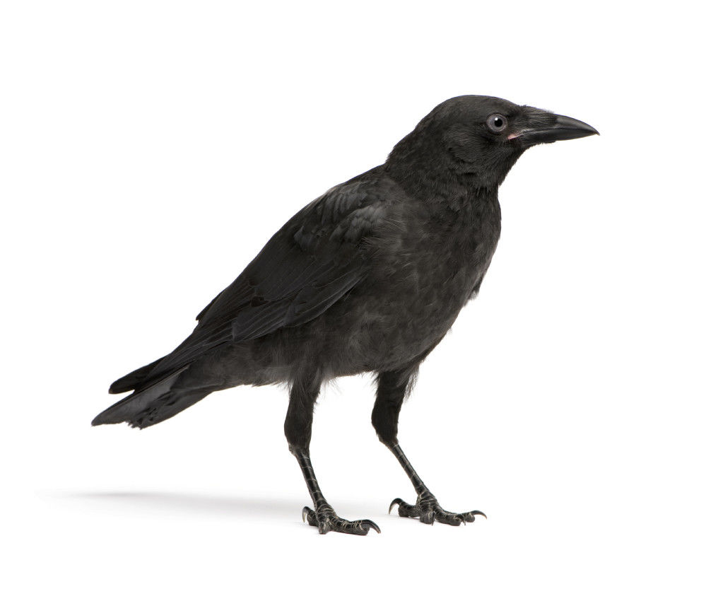 Bye Bye Blackbird