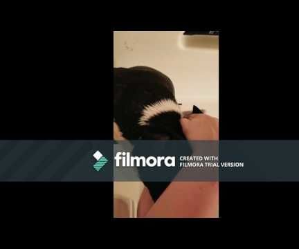 Grooming Your Dog