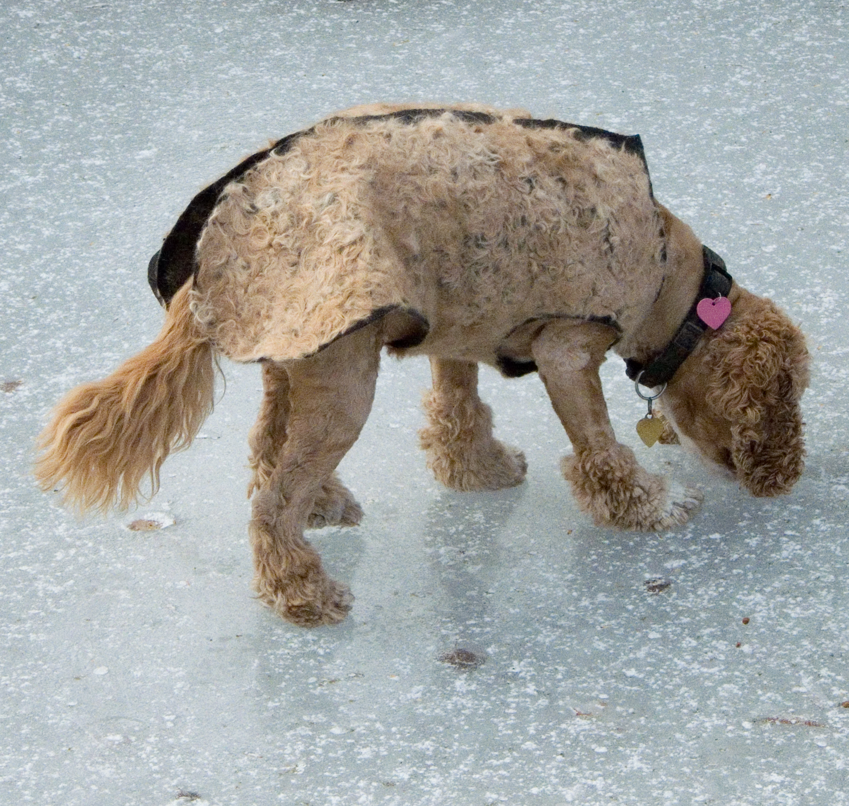 Felted Hair of the Dog Coat