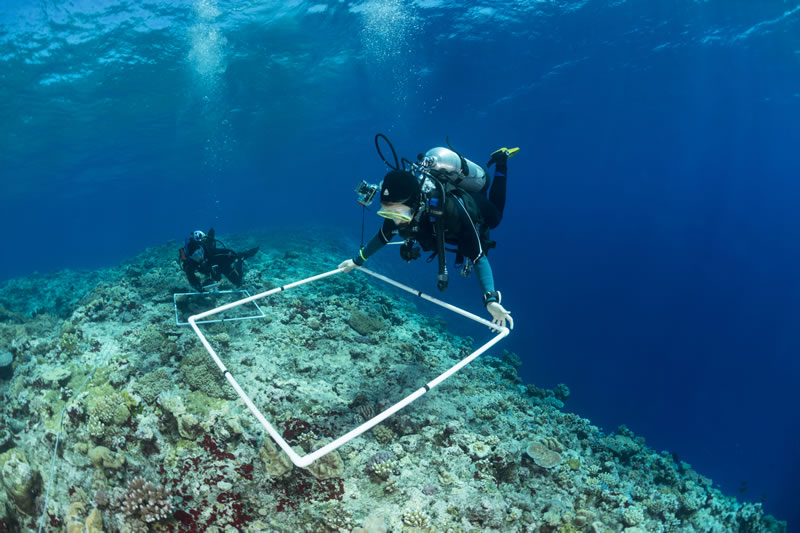 science-divers-surveying-fish-and-coral-species-within-their-quadrat-on-the-great-barrier-reef-1v3rjh2.jpg