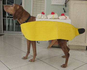 Make a Banana Split Dog Costume