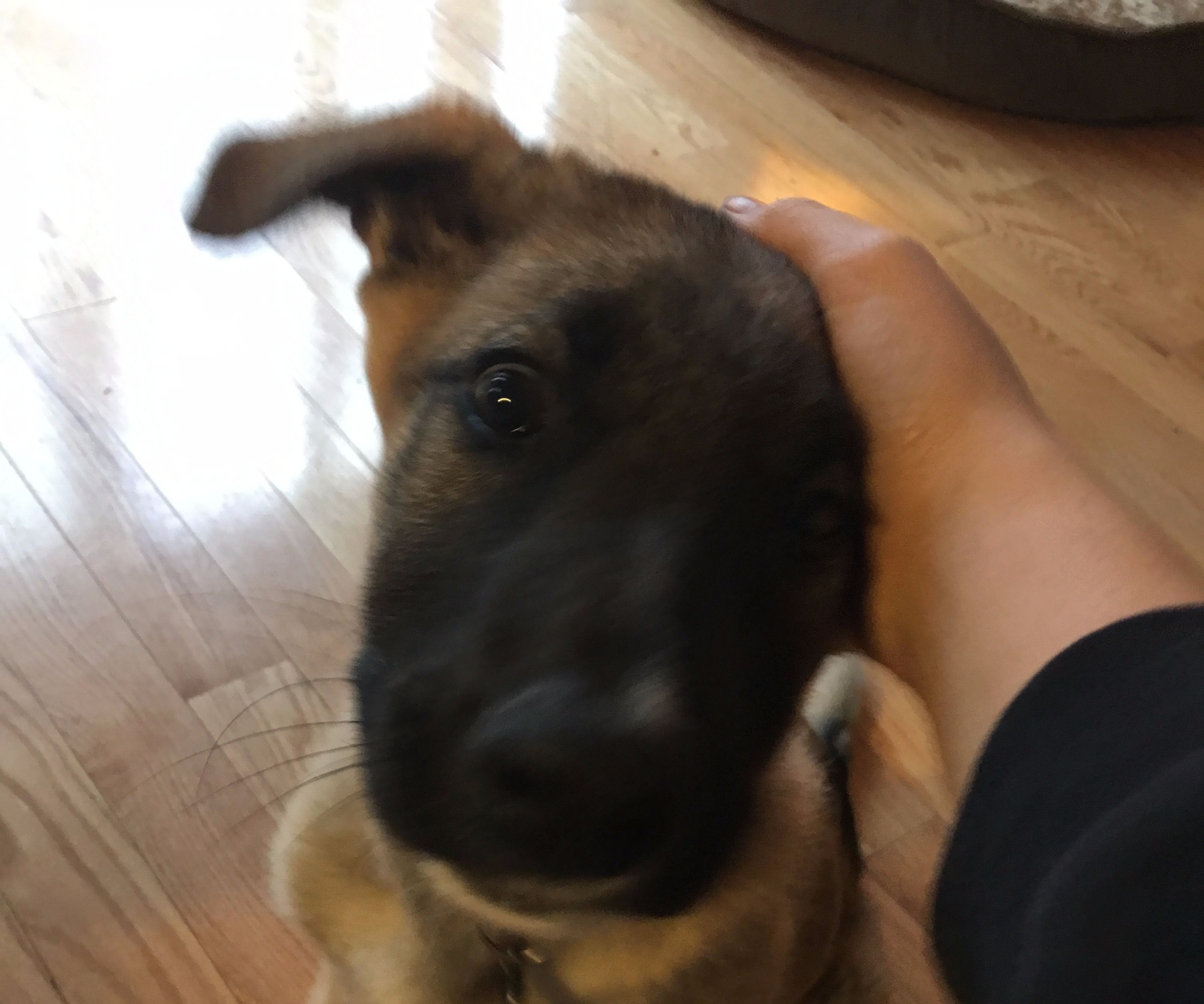 Teaching Your Dog Lie Down