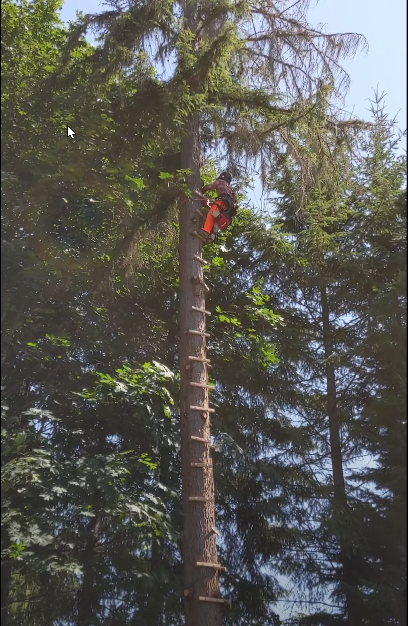 2024-08-14 16_15_53-DIY Tree Cutting_ Removing Large Trees Near Fences or Houses - 普通人如何砍房子旁大樹_ - Yo.png