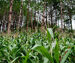 Agroforestry - Integrated Agriculture