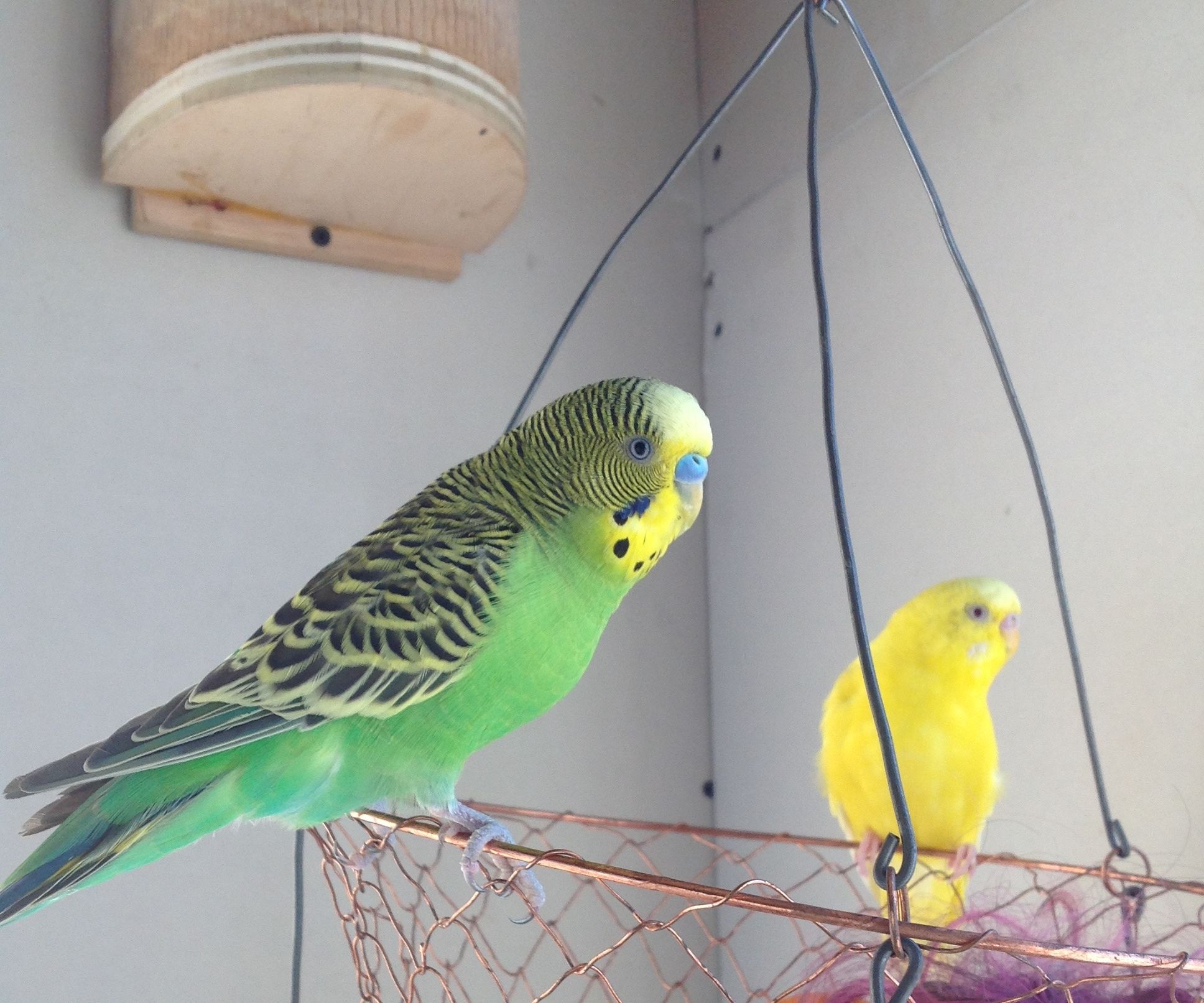 Parakeet Retreat