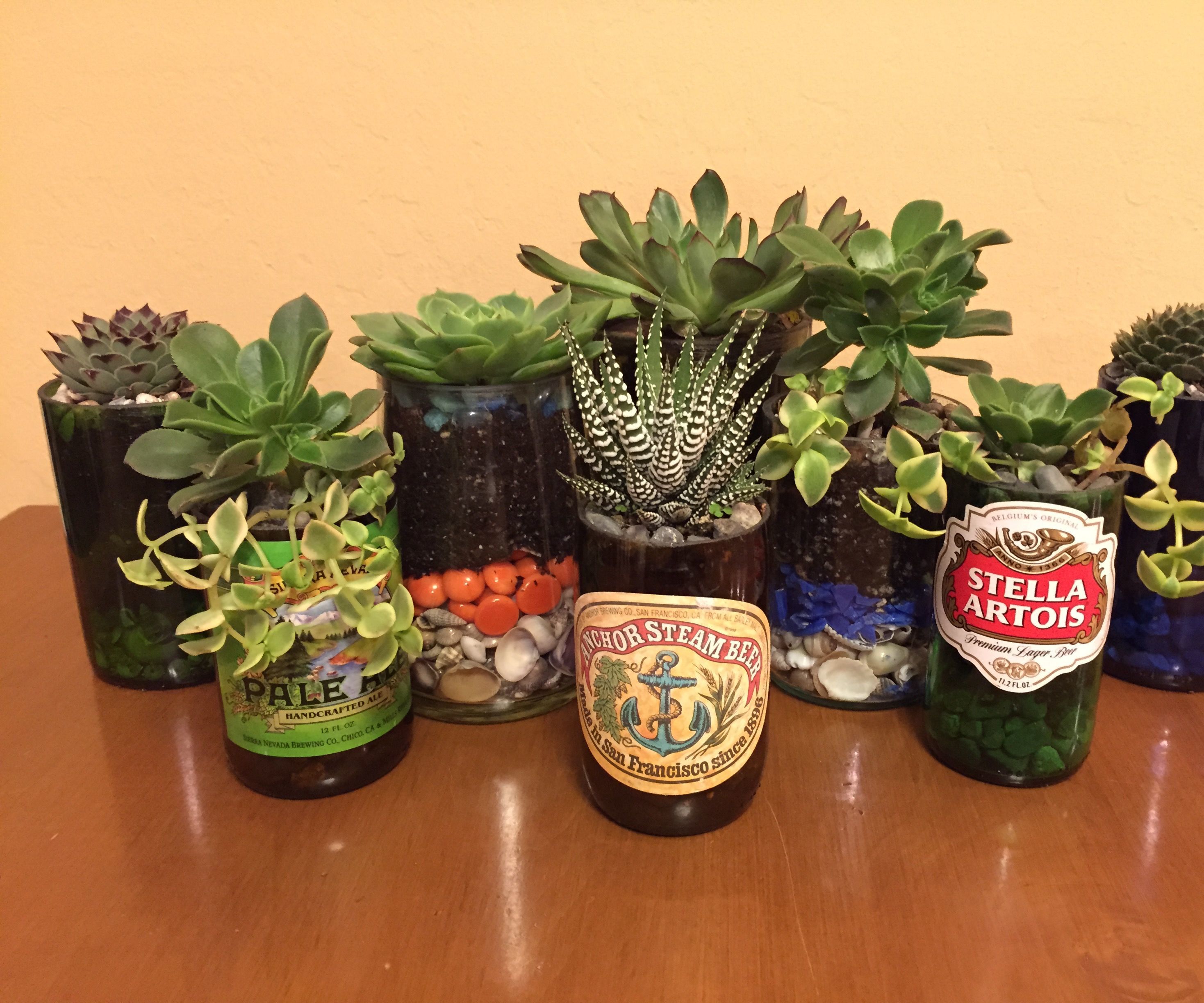 Beer Bottle Succulents