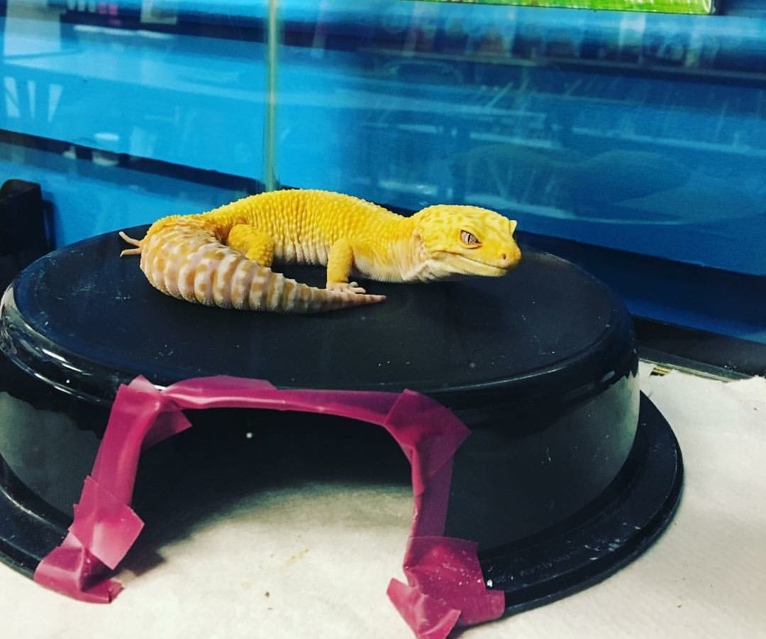 Maintaining Live Dubias for Your Gecko