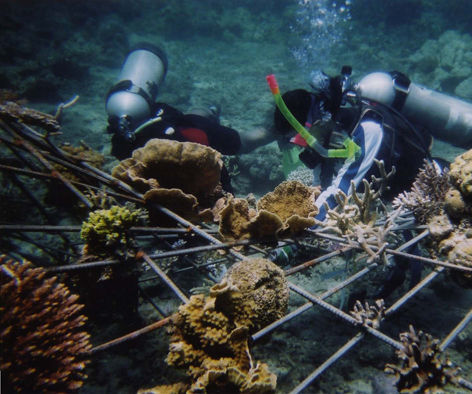 Transplanting Corals 