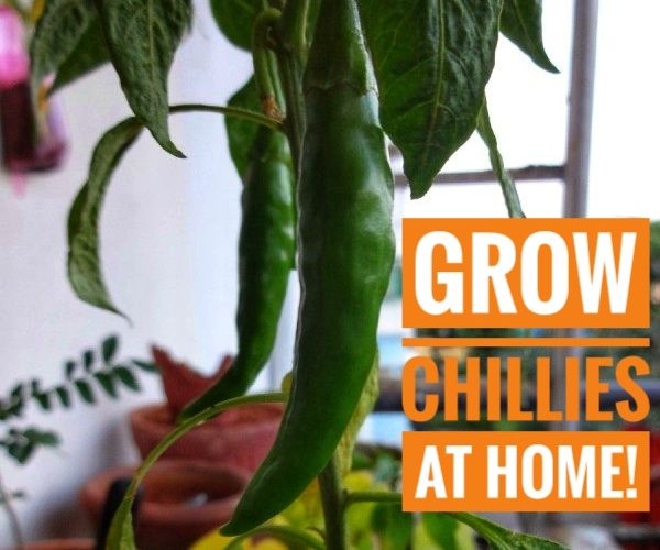 How to Grow CHILLIES at Home!