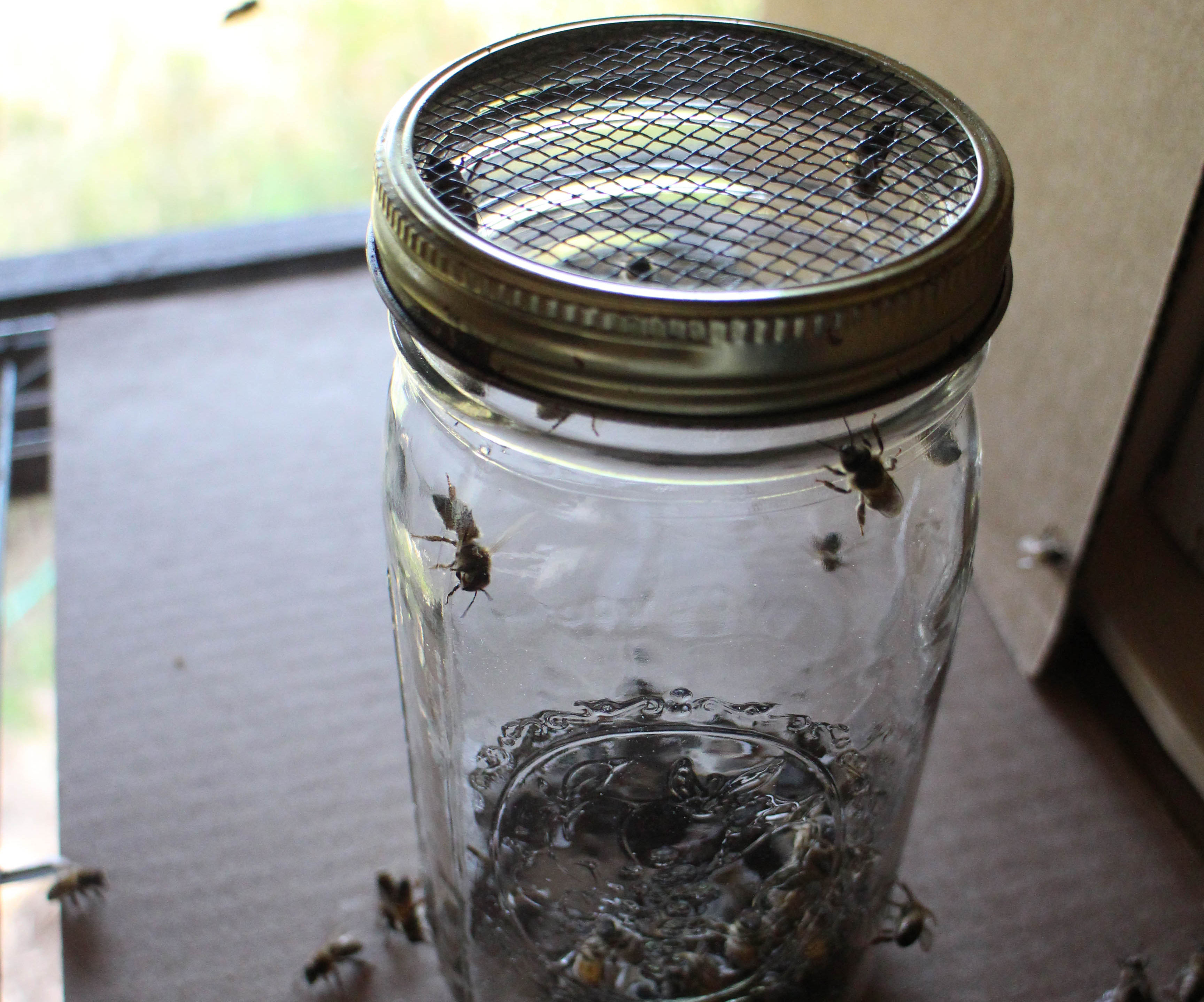 Sugar Coated Honey Bees -or- How To Test for Varroa Mites