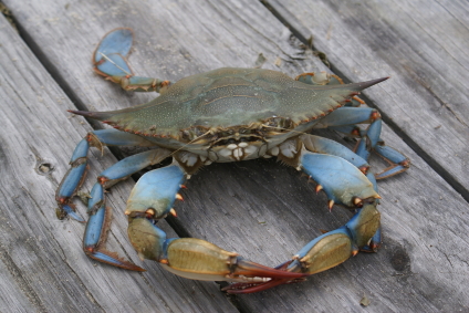 Crabbing for Beginners