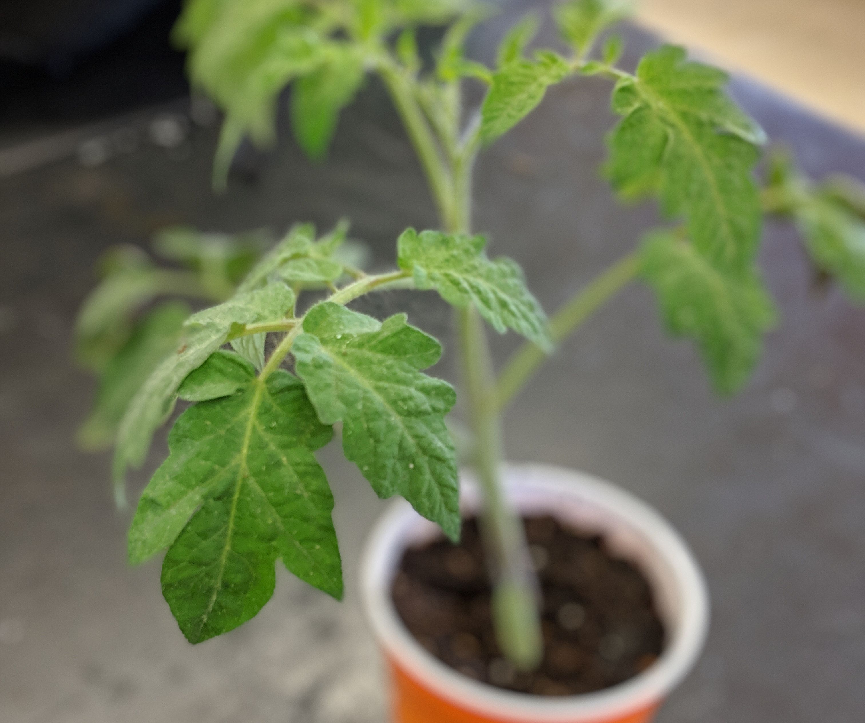 Upside-Down-Right-Side-Up Tomato Planter