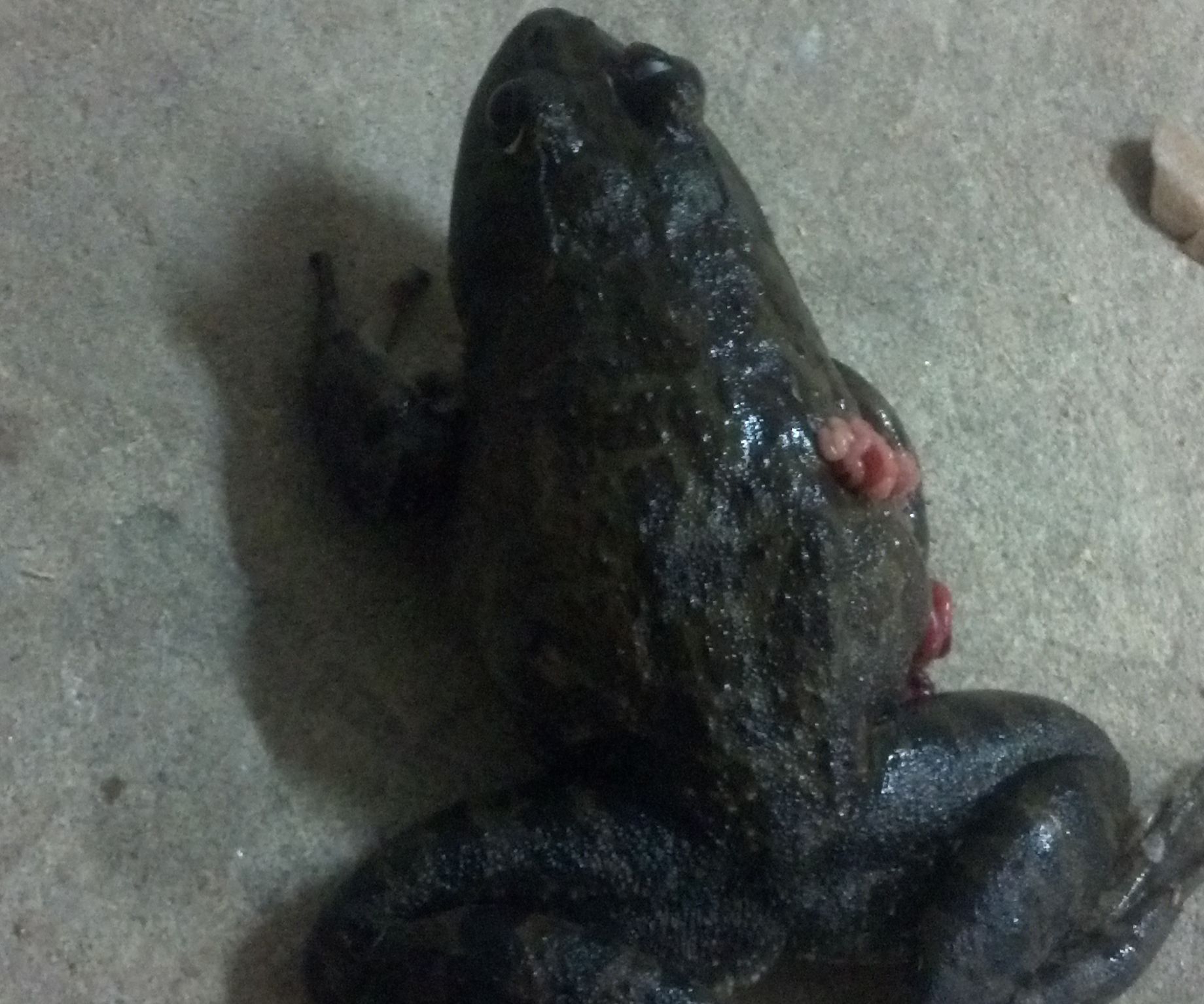 How to Skin a Frog