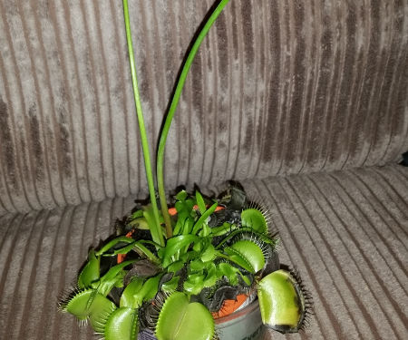 Spark Core plant monitor