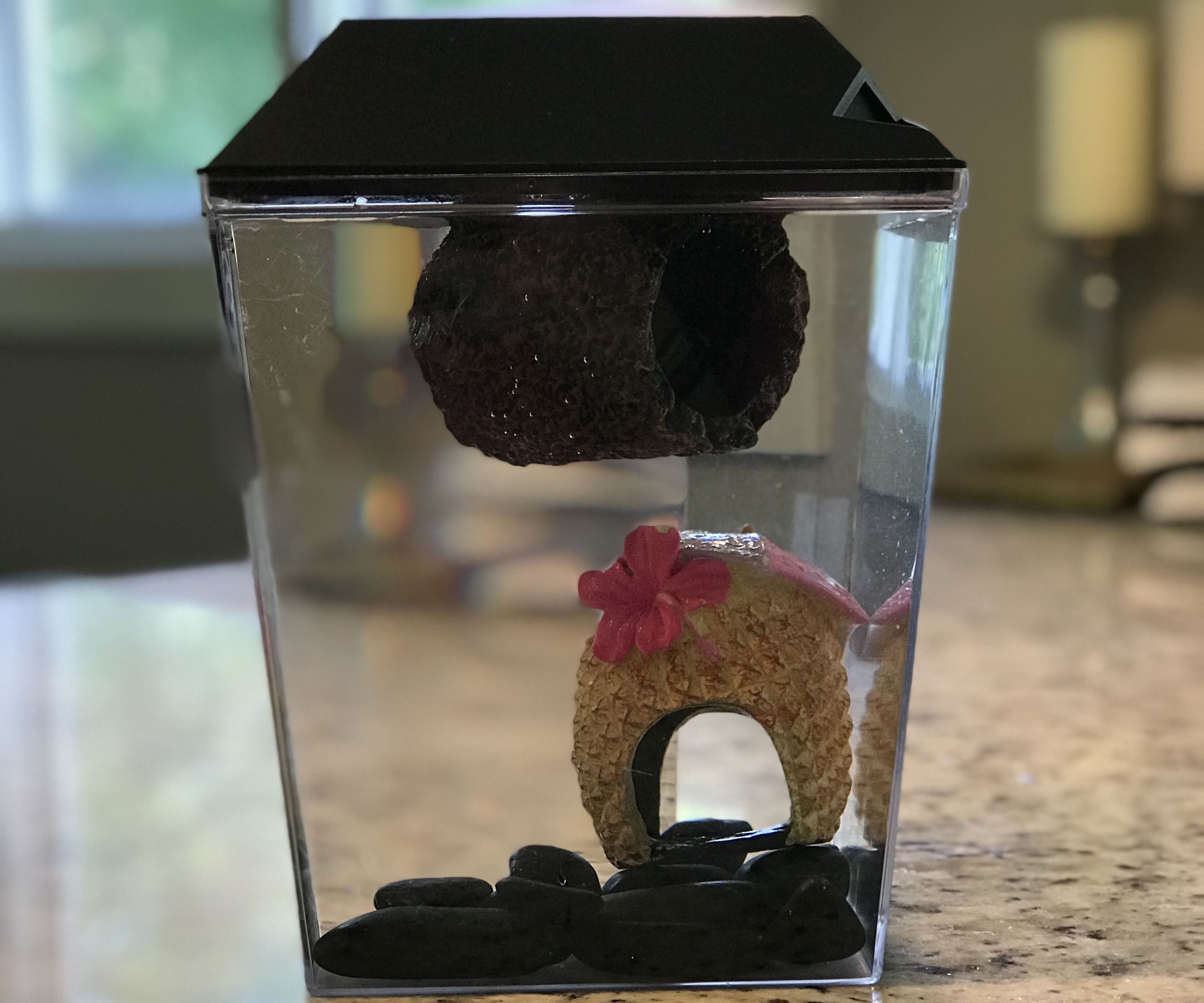How to Set Up a Fish Tank!