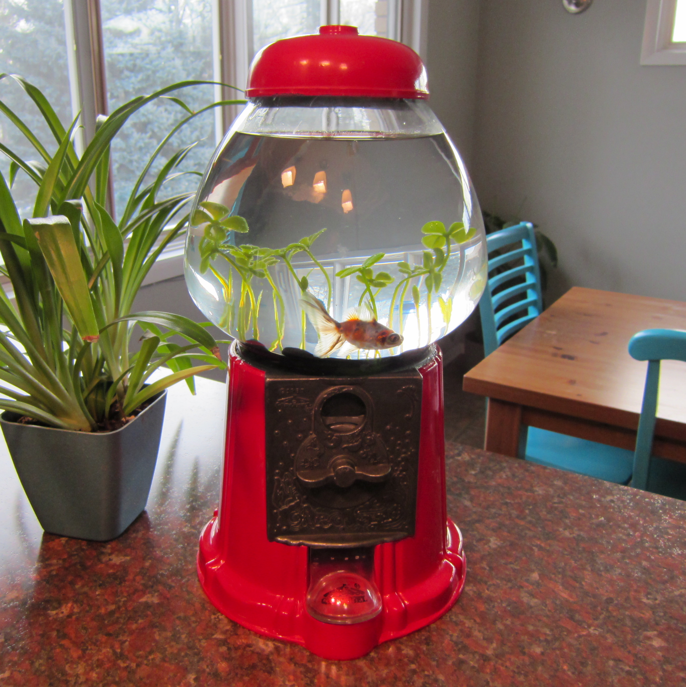 Gumball Machine Fish Tank