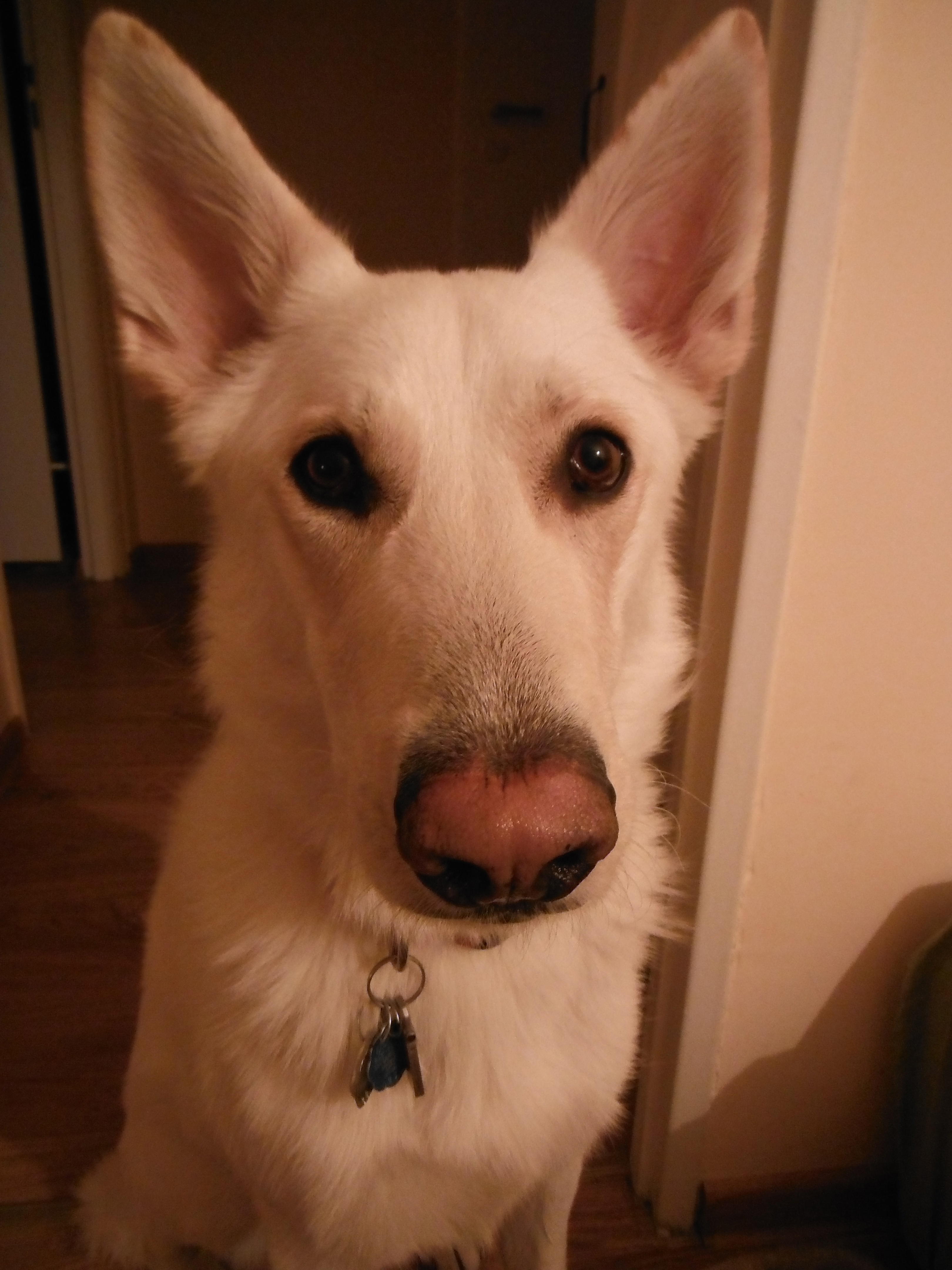 USB Dog Identification