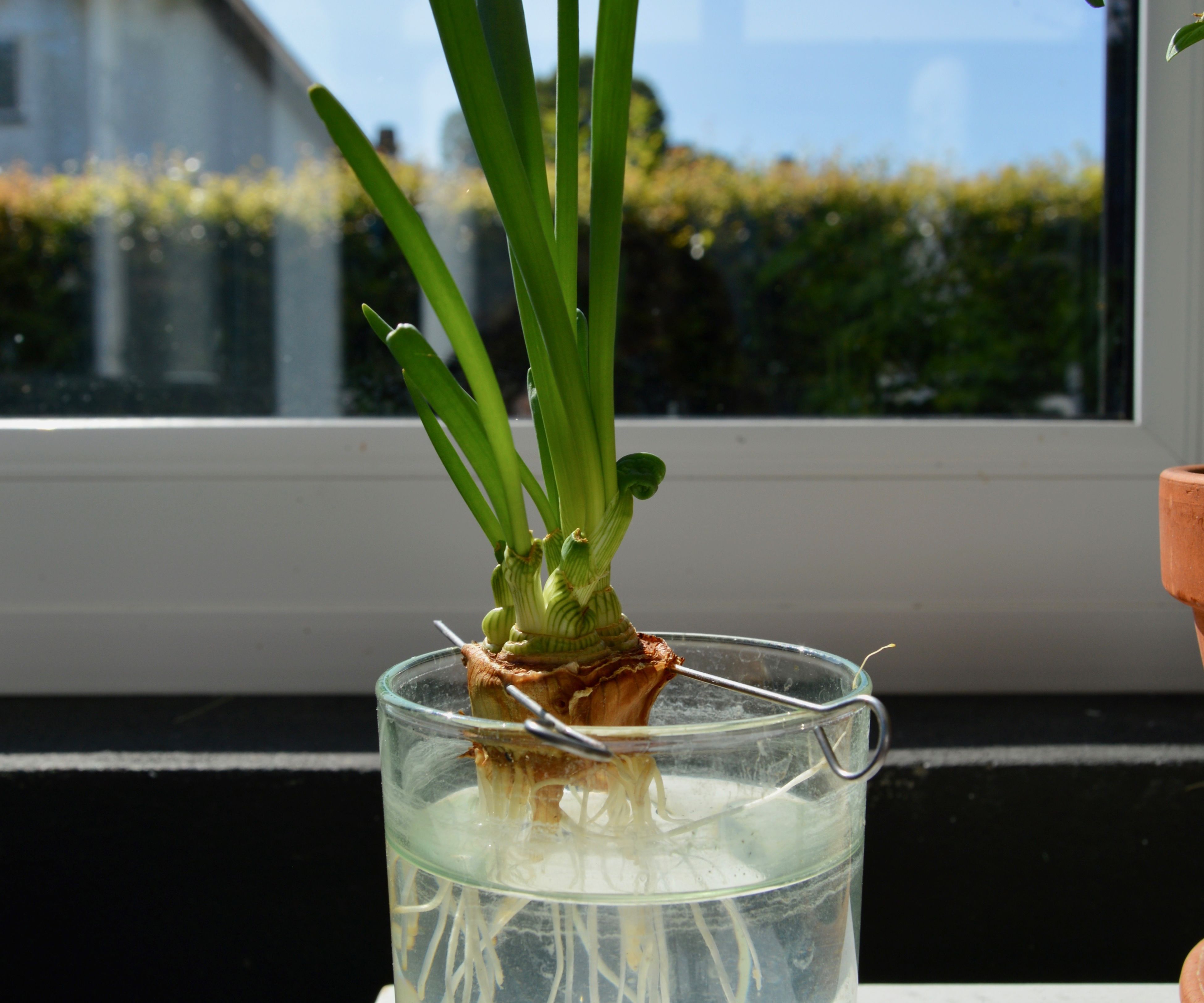 Grow Onions ... for Free!