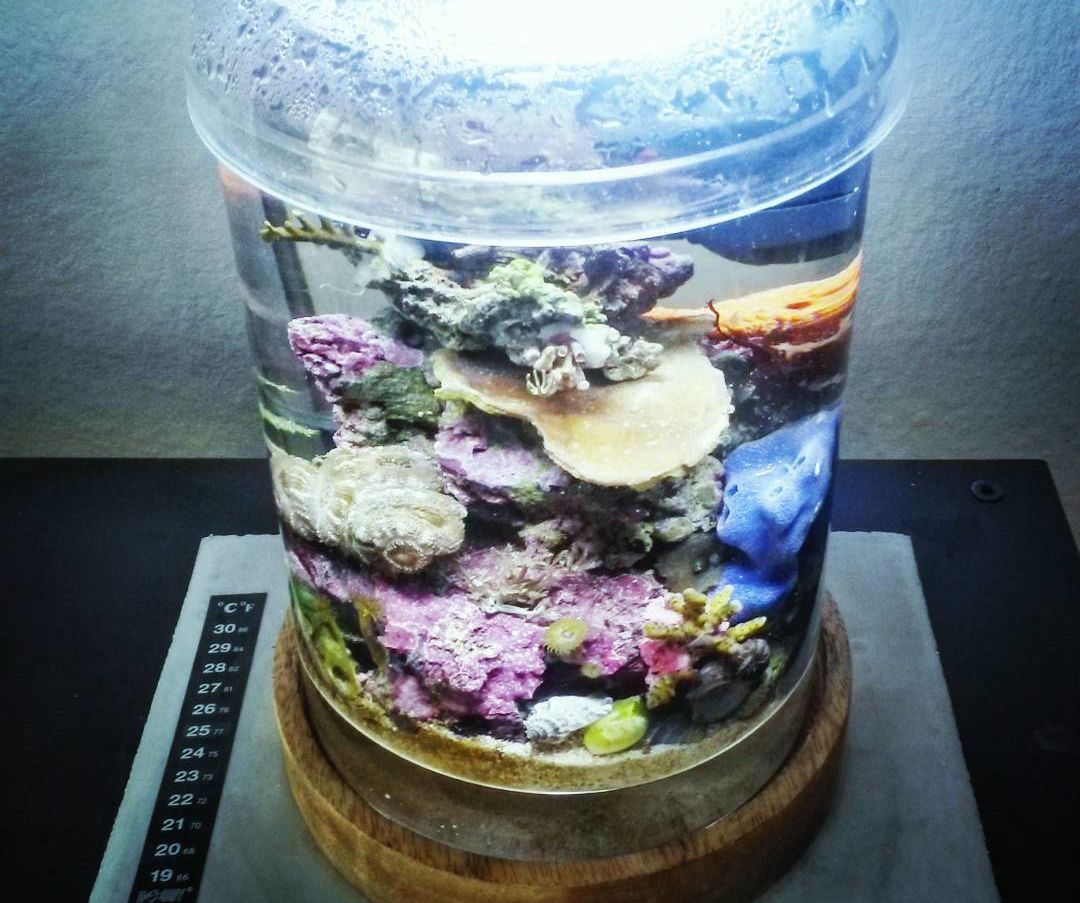 Pico Reef with corals