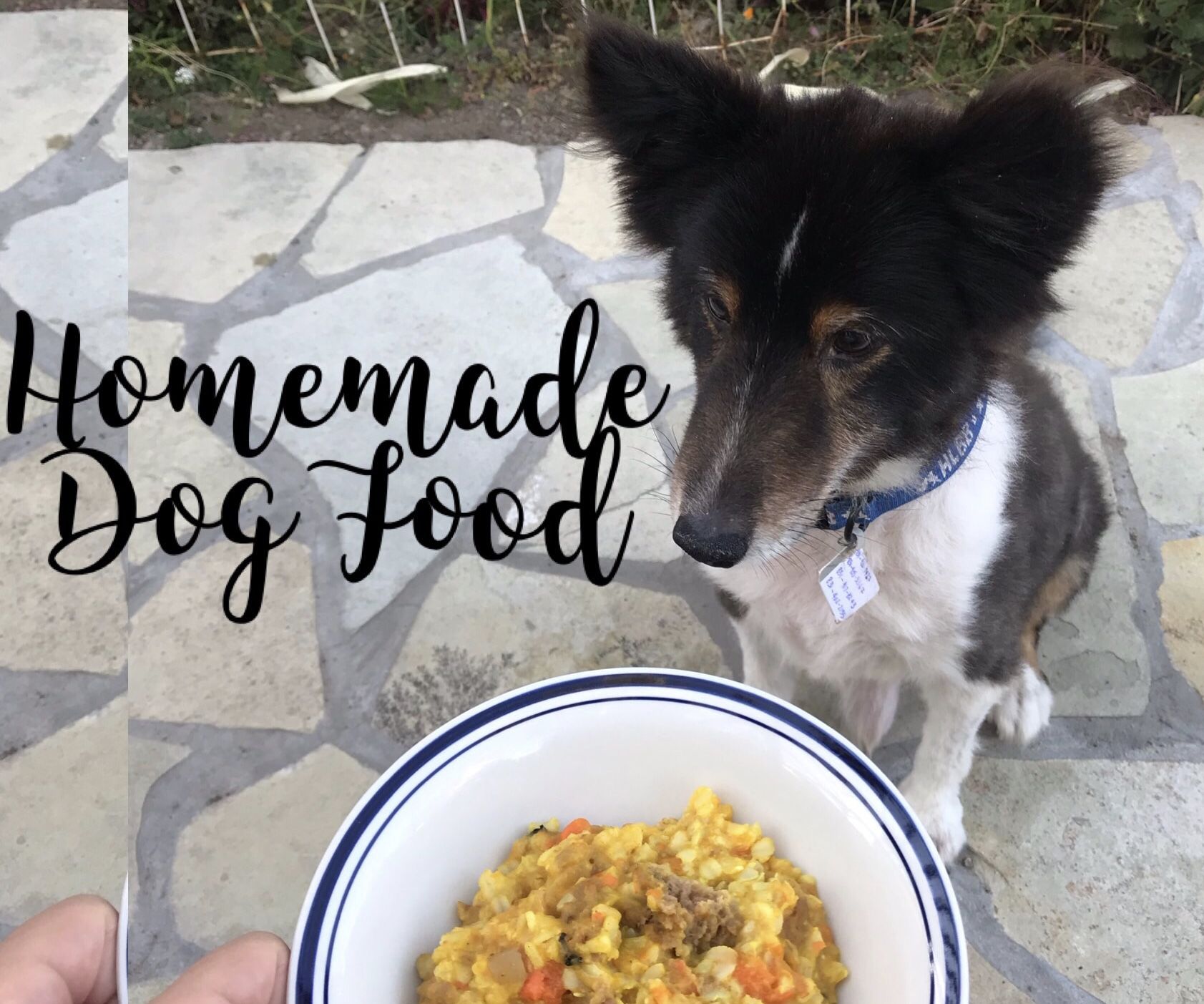 Homemade Nutritious Dog Food on a Budget