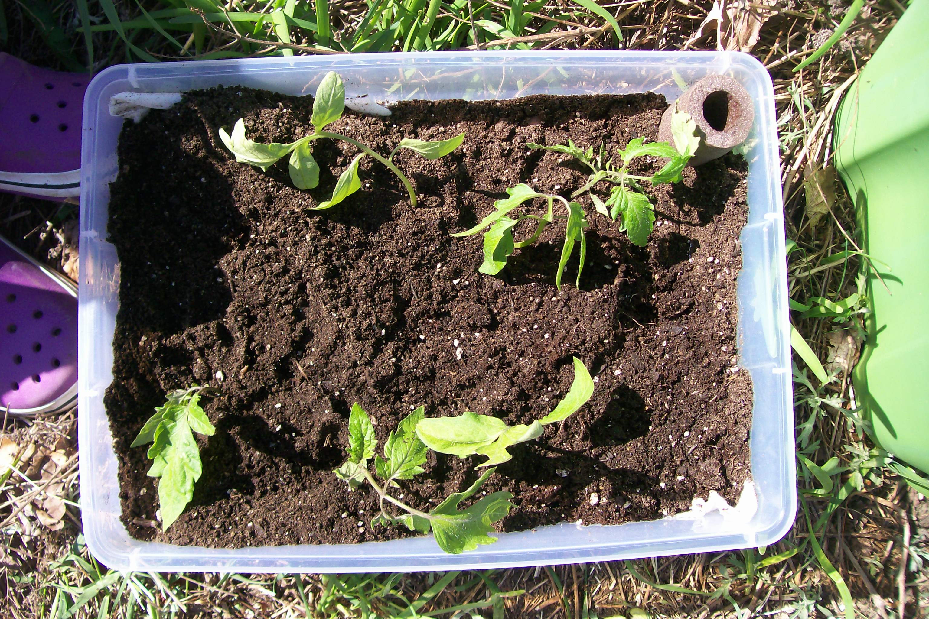 Growing Horizontal Tomatoes