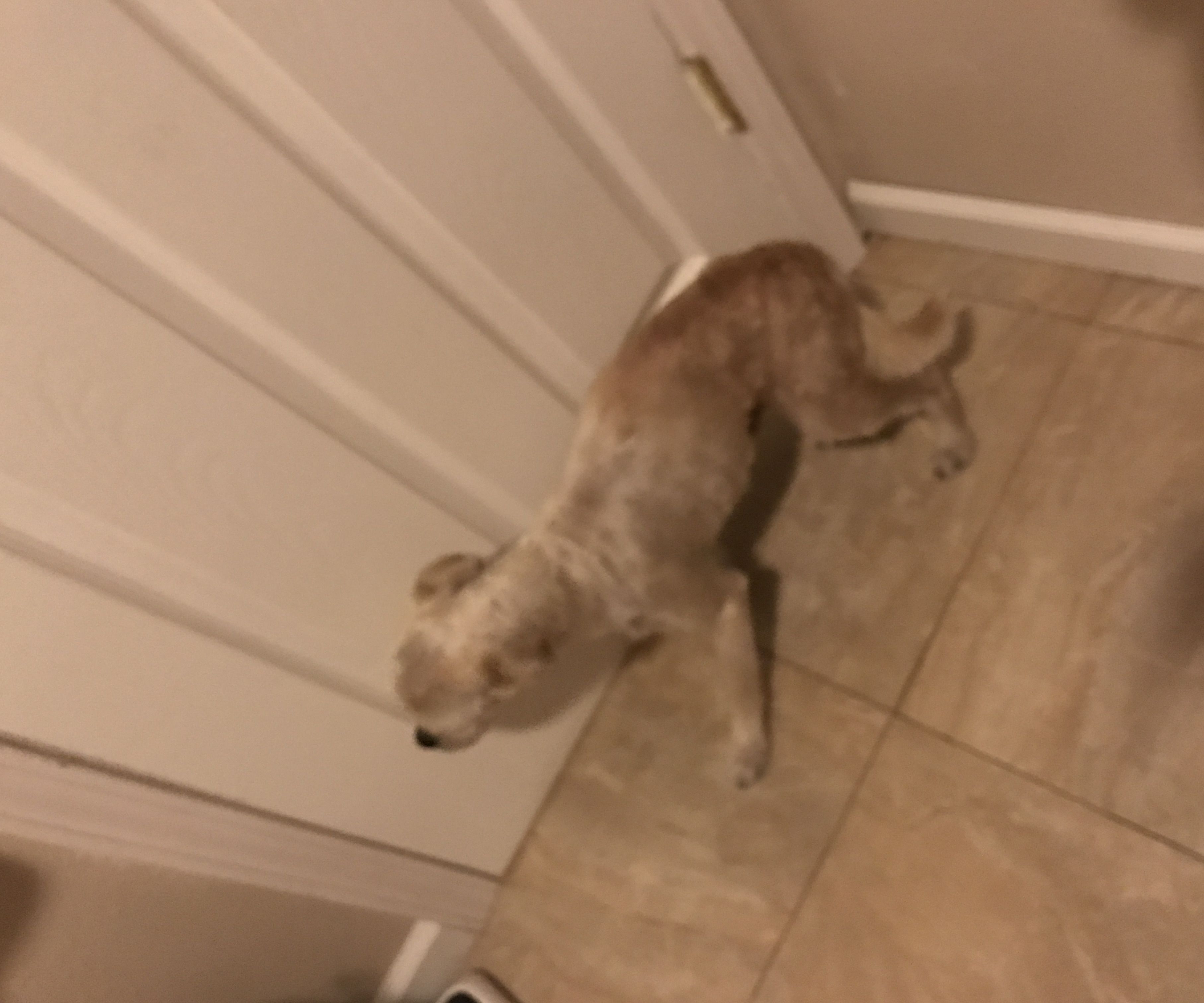 How to Bathe a Dog