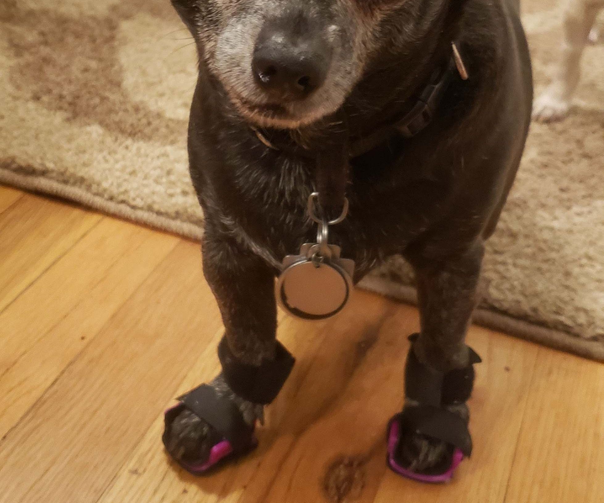 3D Printed Orthotic Shoes for a Tiny Dog